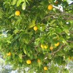 IMG_8575small